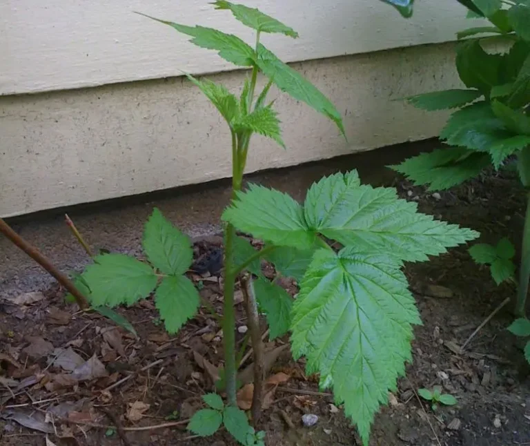 Raspberry Mystery!